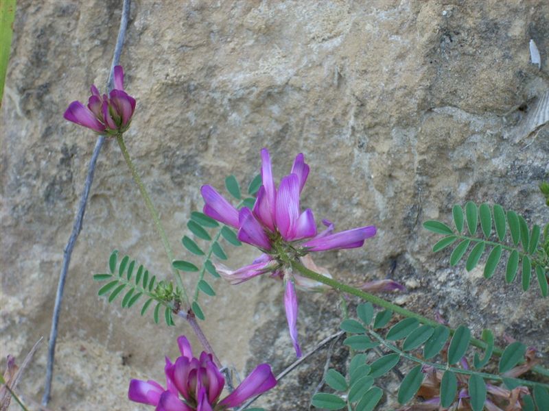 Sulla capitata (=Hedysarum glomeratum) / Sulla glomerata